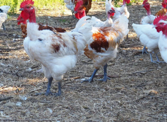 La Ferme du Gorneton