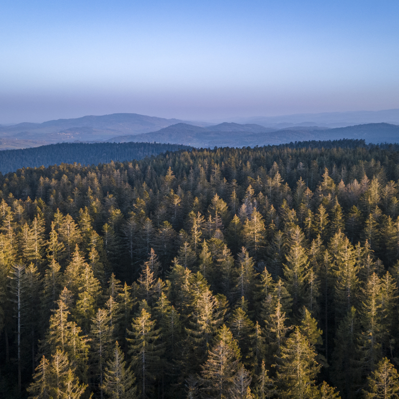 massif bois noirs