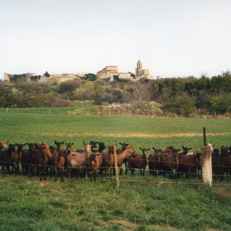 Les Biquettes de l'archevêque (ancienne Fromagerie Gerfand)