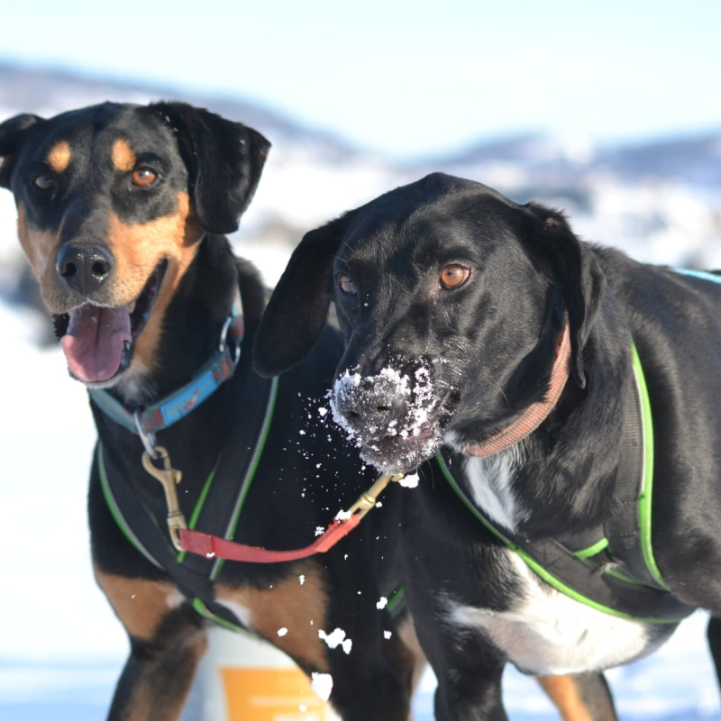 Nordic Sled Dogs