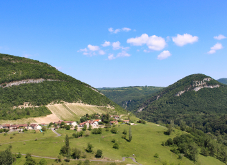 Vignes Montagnieu-Seillonnaz en été