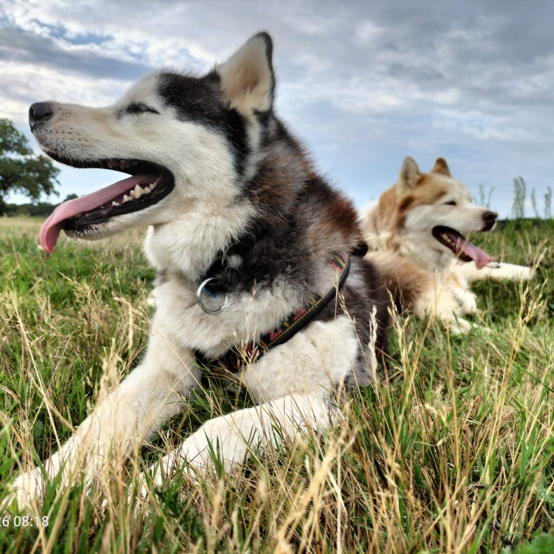 Les chiens de la team Willo en cani rando