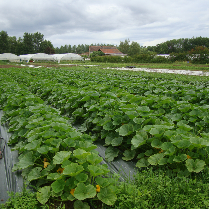 Le Marais des mûres