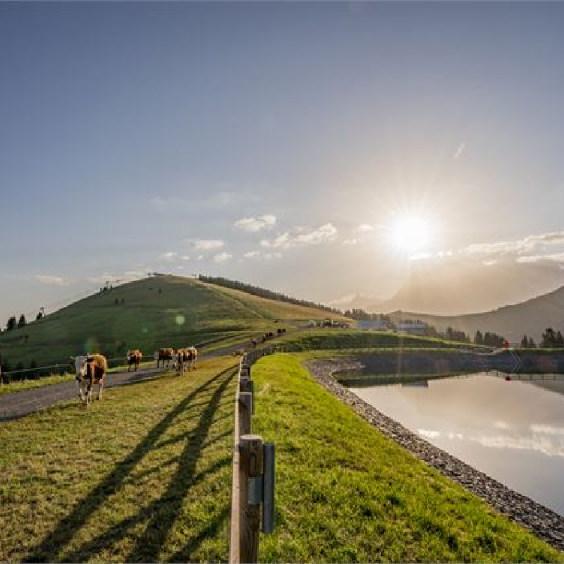 Visite à l'Alpage de Joux