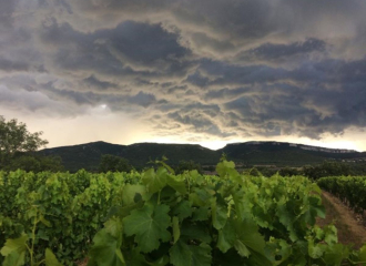 Caveau Dégustation les Vignerons des Gorges de l'Ardèche