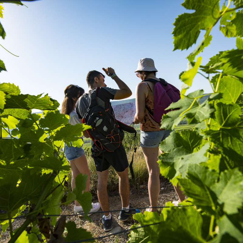 Vendangeur d'un jour au Caveau des Vignerons de Valvignères