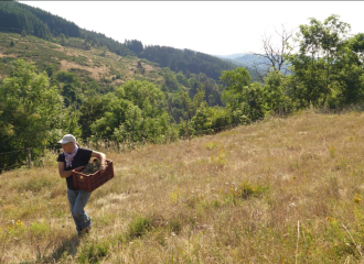 La glaneuse