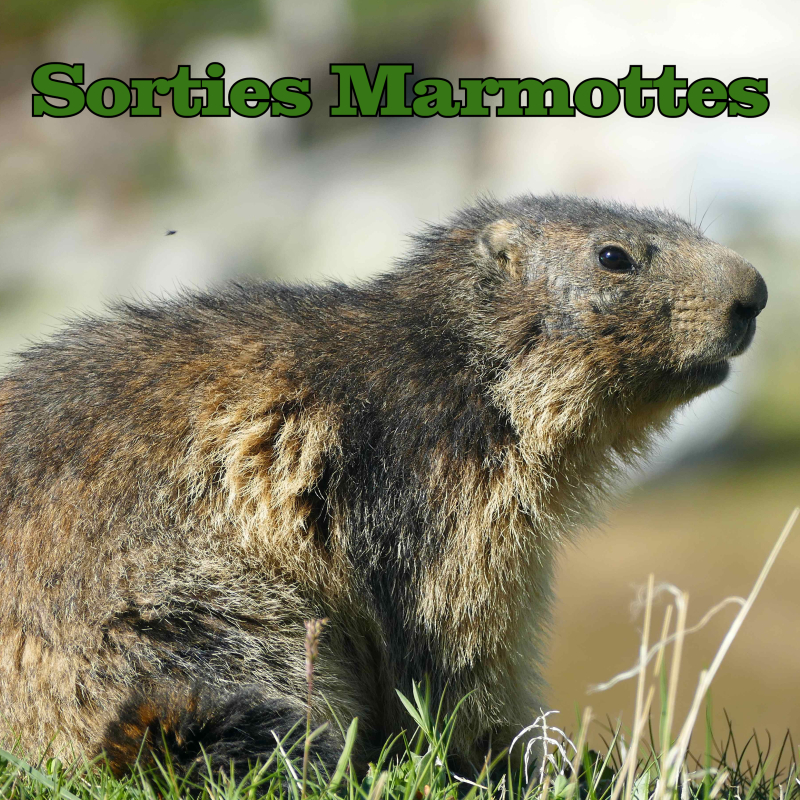 marmotte