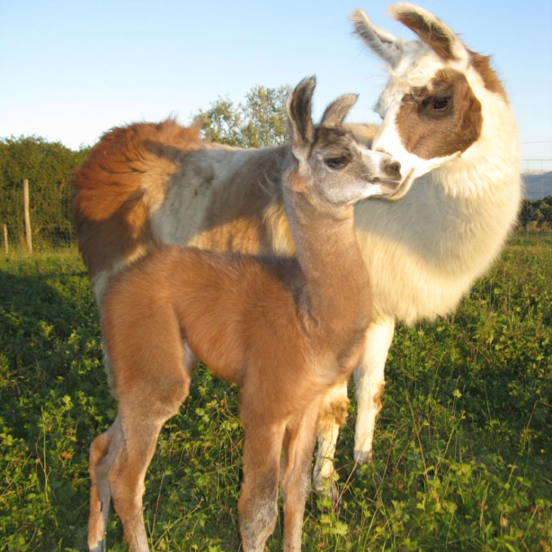 Lamas de Salagine à Bloye