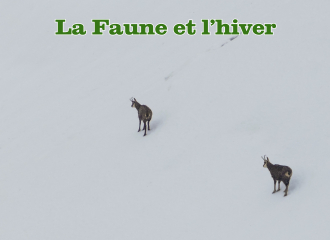 SORTIE THEMATIQUE HIVER : La Faune et l'Hiver