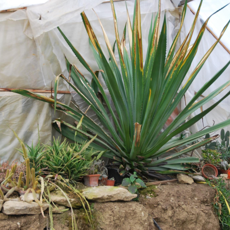 Etablissement horticoles Le Prieuré