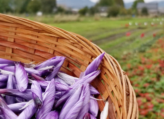 Balade à la ferme : Safranière des Volcans