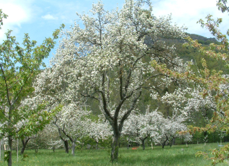 La ferme fruitée