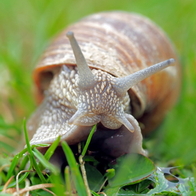Visit to the snail farm