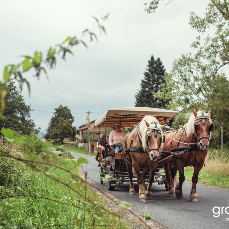 Balade des Varennes en attelage