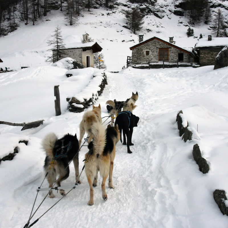 Chien de traineaux