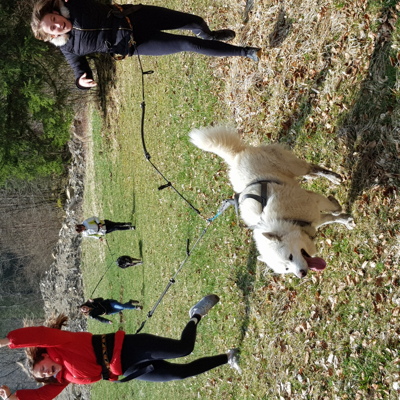 Canirandonnée avec Traîneaux Passion