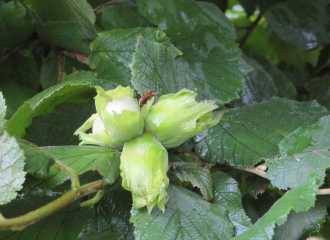 Noix et noisettes du Dauphiné