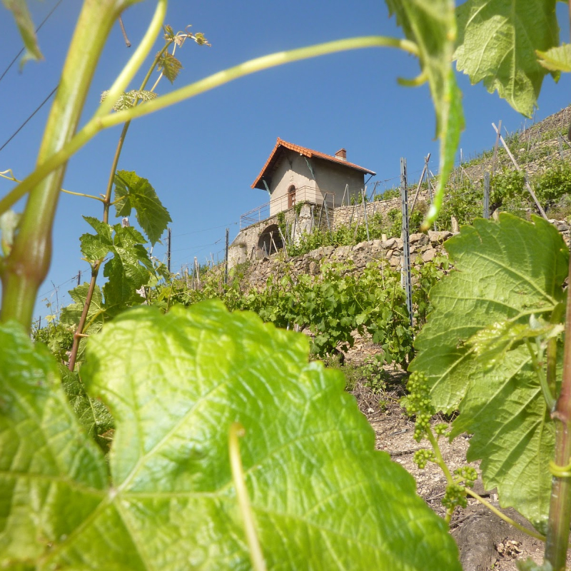 Aperitif-jazz during The Fascinating Weekend in Domaine  Verzier