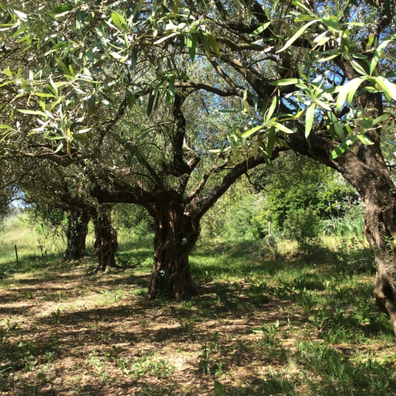 Visit the olive grove and honey house of the Oliveraie de la Bastide