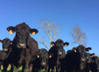 Les vaches Black Angus