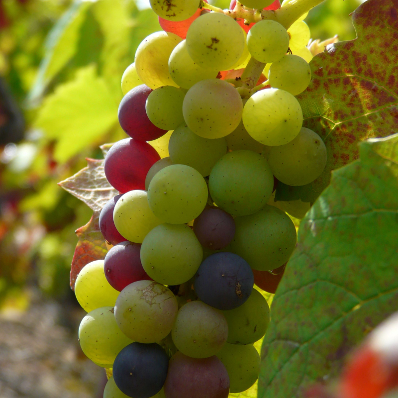 Visite commentée du cuvage, dégustation et casse croûte Beaujolais