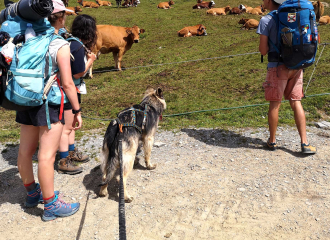 Balades en cani-rando