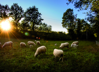 Brebis pâturent au soleil couchant