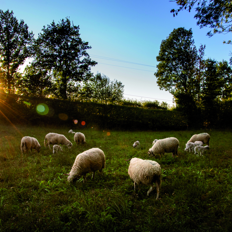 Brebis pâturent au soleil couchant