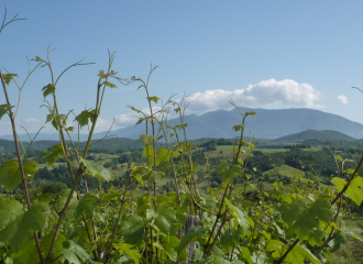 Les vignes de la Maison Fusillet