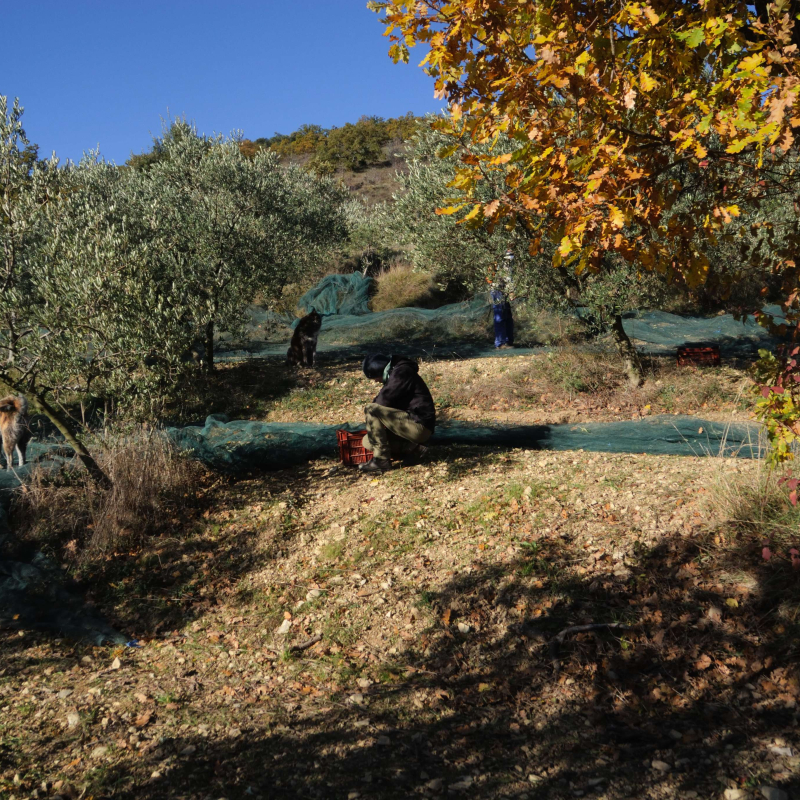 An intimate visit to the olive grove of the Domaine Oléicole Pontet Fronzèletet Fronzèle