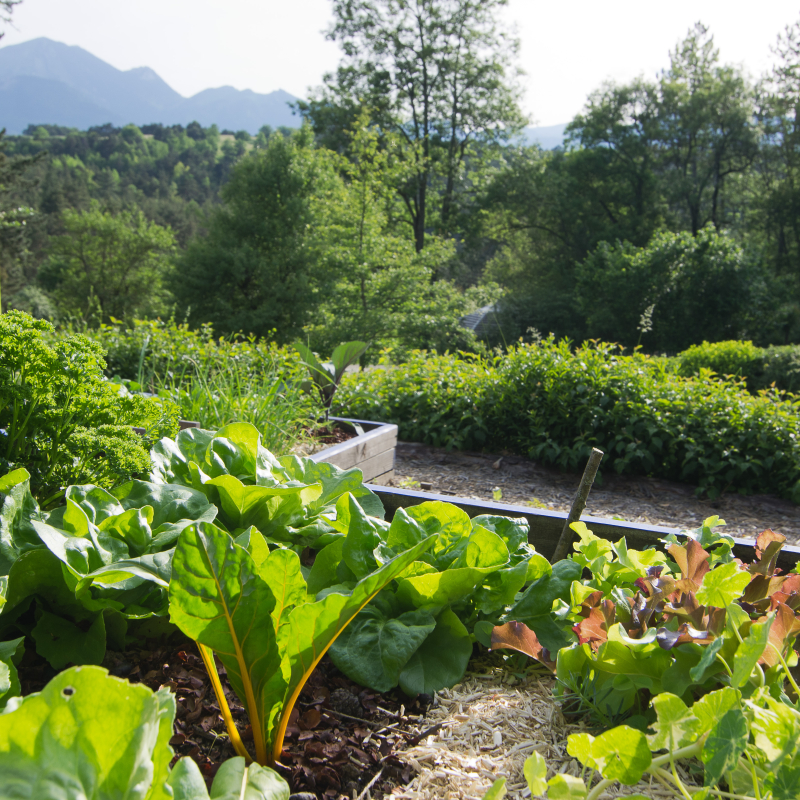 Stage Terre Vivante :  Eco Jardin Integrale