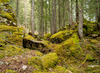 Survie en forêt