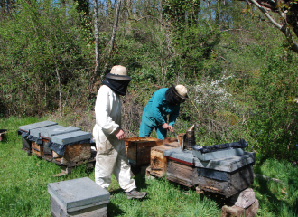 Apiculteurs aux ruches