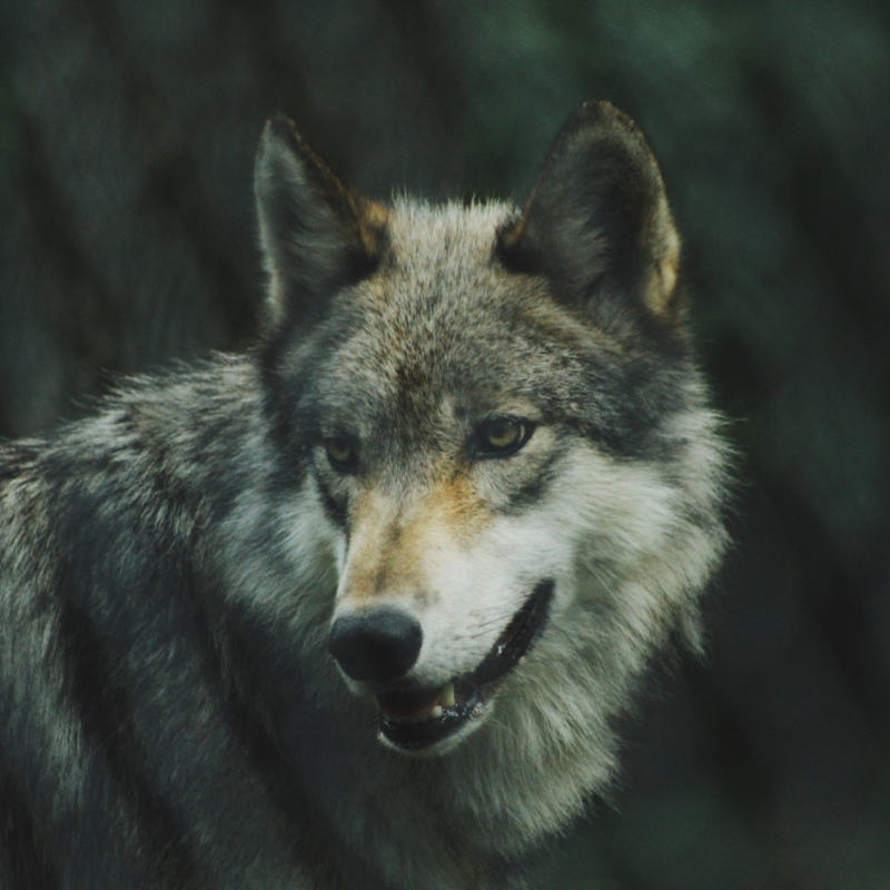 Sur les traces des loups