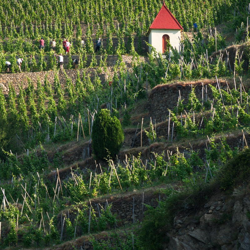 Vue parmi les vignes