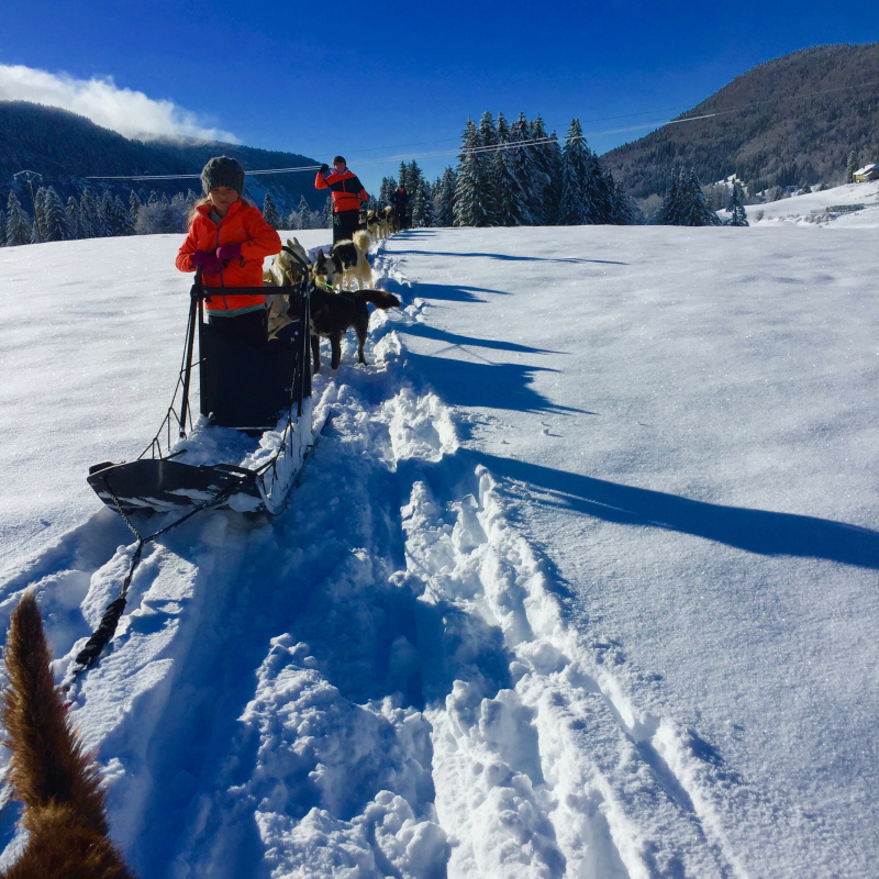 Initiation à la conduite de traîneaux à chiens avec Qimmiq