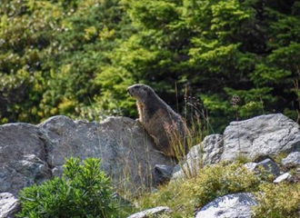 À la Rencontre des Marmottes