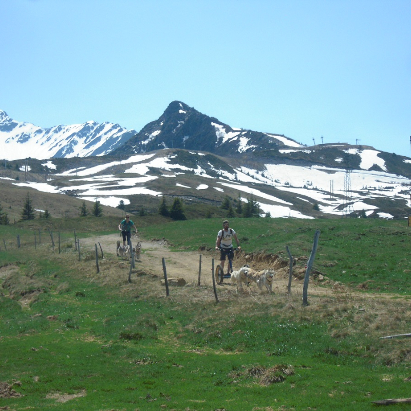 Mushing in the Haut Bréda valley and in Le Pleynet