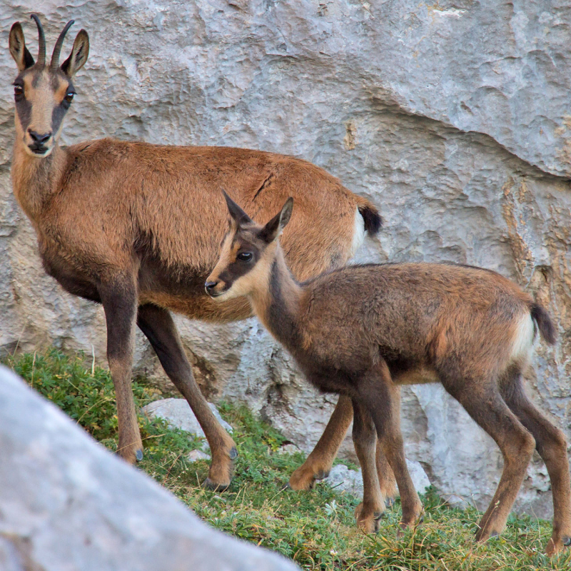 Chamrousse chamois photo