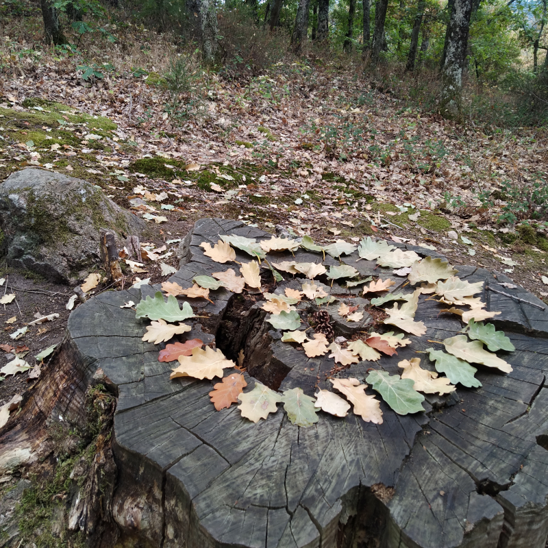 Balade créative Land'Art -Avizô Nature