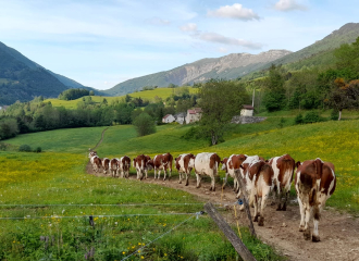 Vaches dans un champs