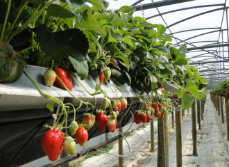 Les fraises_Aux délices de la ferme ardéchoise_Tournon sur Rhône