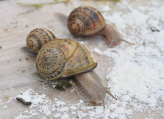 L'escargot de Droisette