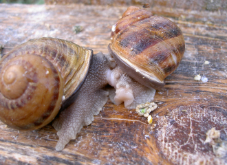 L'escargot des murailles