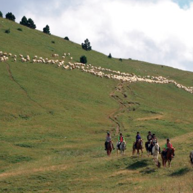 Rando équestre itinérante Juniors (10-13 ans) dans la forêt de Lente et les alpages du Vercors