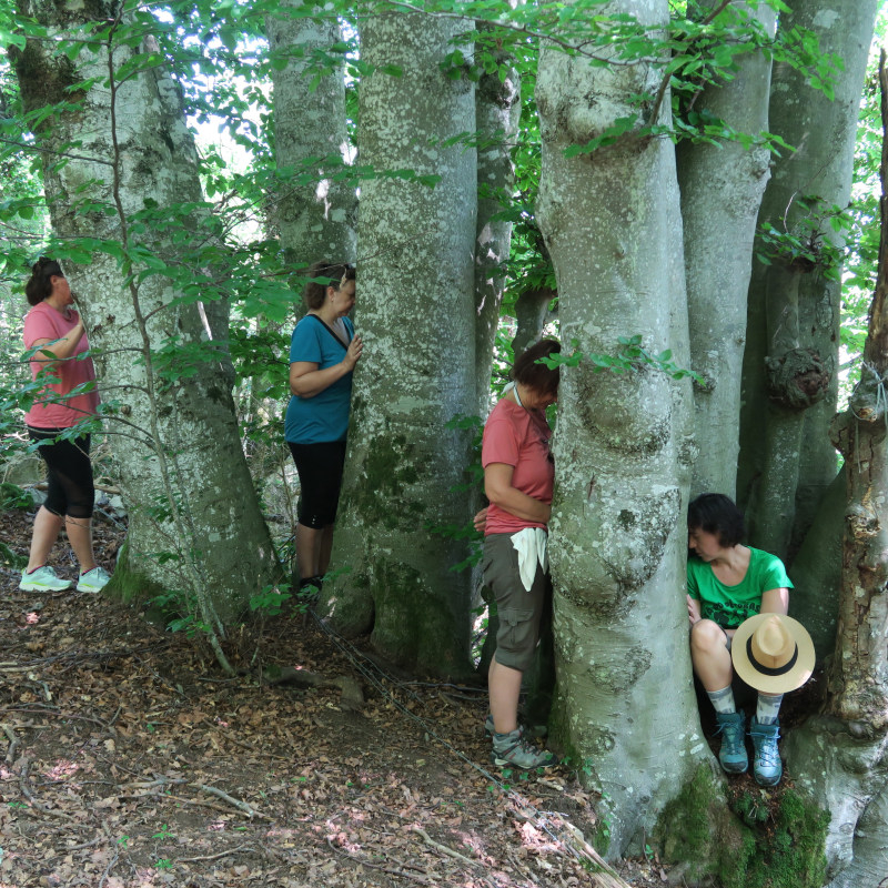 Bain de forêt en Bauges