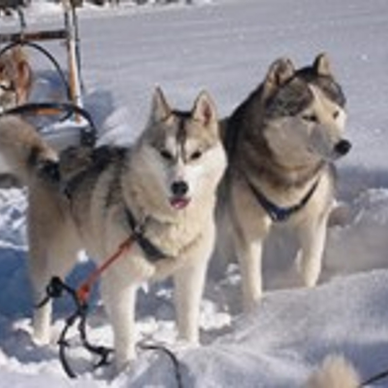 Chiens de Traineau