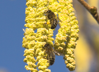 Les trésors d'abeilles