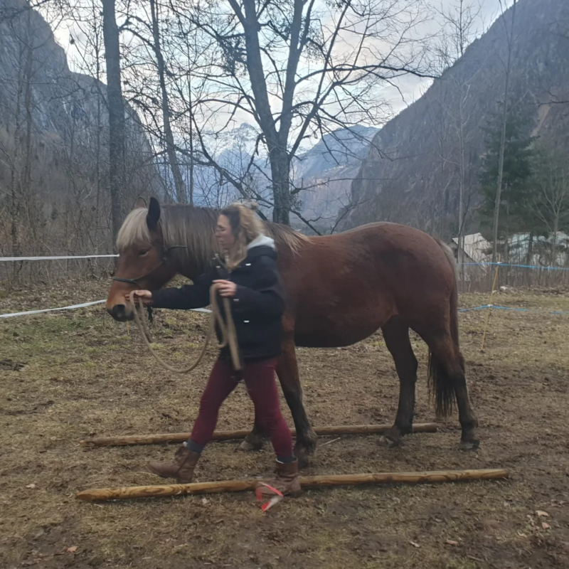 Équitation éthologique